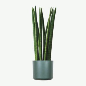 Sansevieria cylindrica | Cylindrical Snake Plant / African Spear Plant