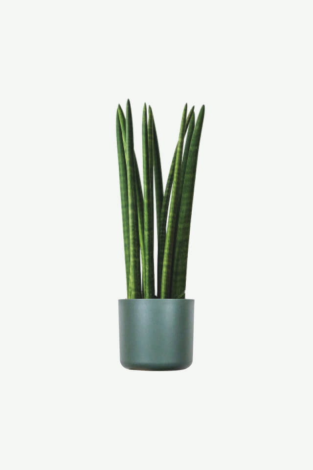 Sansevieria cylindrica | Cylindrical Snake Plant / African Spear Plant