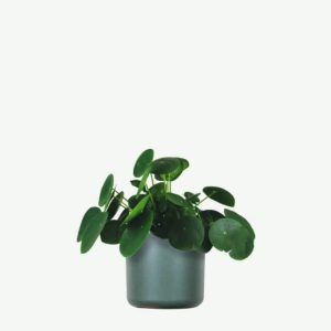 Pilea peperomioides | Chinese Money Plant / Pancake Plant