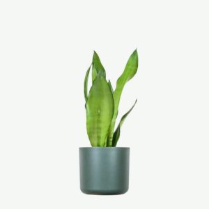 Sansevieria trifasciata | Green Snake Plant / Common Snake Plant
