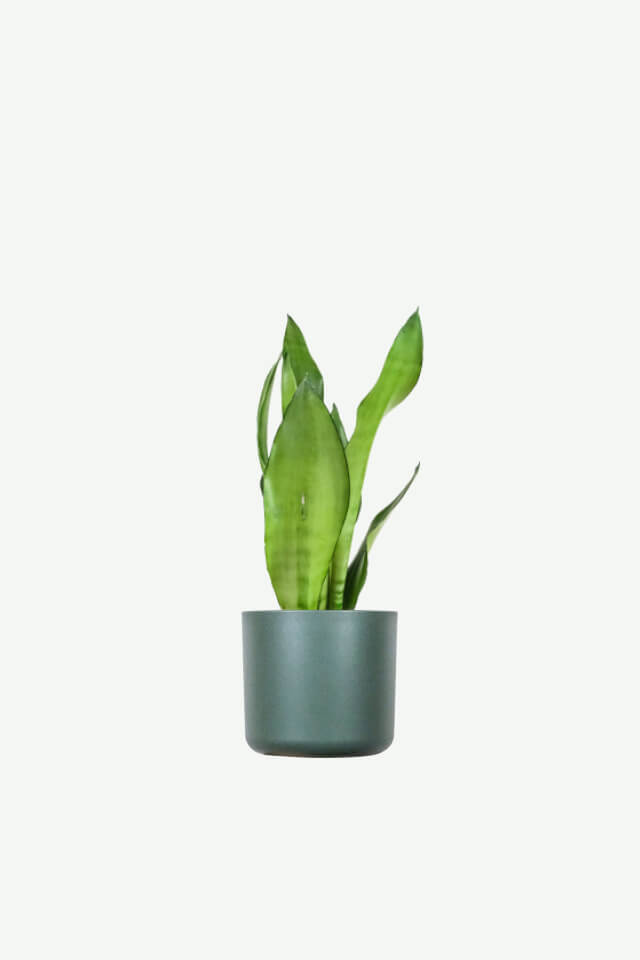 Sansevieria trifasciata | Green Snake Plant / Common Snake Plant