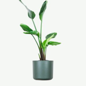 Strelitzia nicolai | Giant Bird of Paradise Indoor Plant