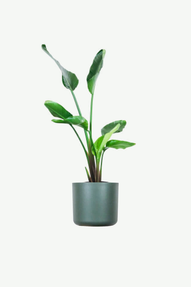 Strelitzia nicolai | Giant Bird of Paradise Indoor Plant