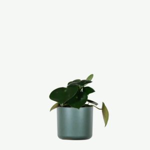 Peperomia polybotrya