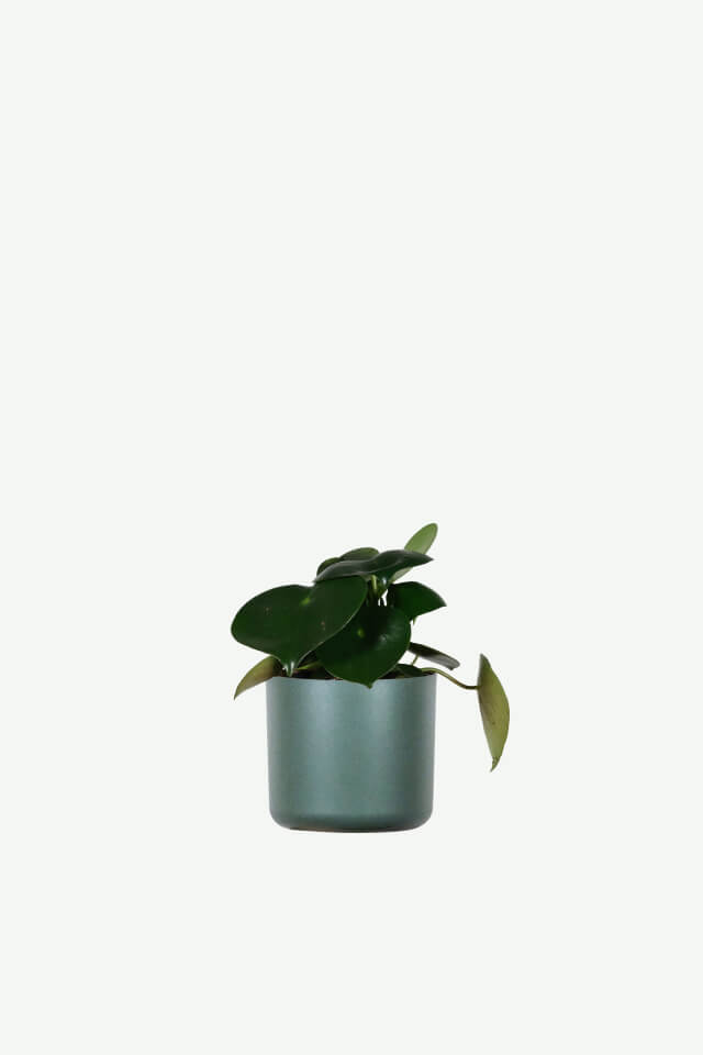 Peperomia polybotrya