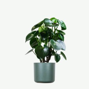Peperomia polybotrya | Coin Leaf Peperomia / Raindrop Peperomia Houseplant