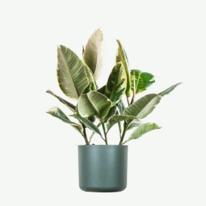 Ficus elastica 'Tineke' | Variegated Rubber Tree Houseplant