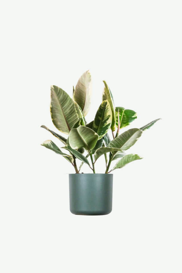 Ficus elastica 'Tineke' | Variegated Rubber Tree Houseplant