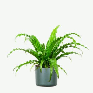 Crispy Wave Bird's Nest Fern