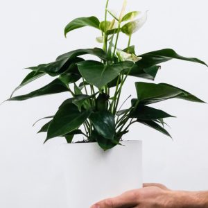 Spathiphyllum | Peace Lily (White Sails Houseplant)