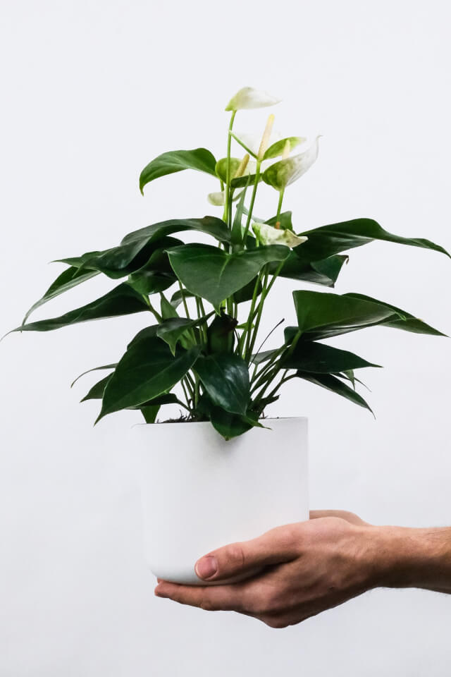 Spathiphyllum | Peace Lily (White Sails Houseplant)