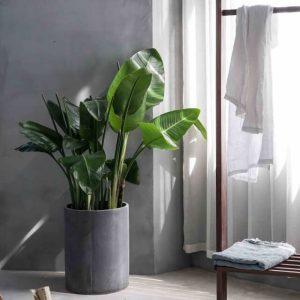 Strelitzia nicolai | Giant Bird of Paradise Indoor Plant