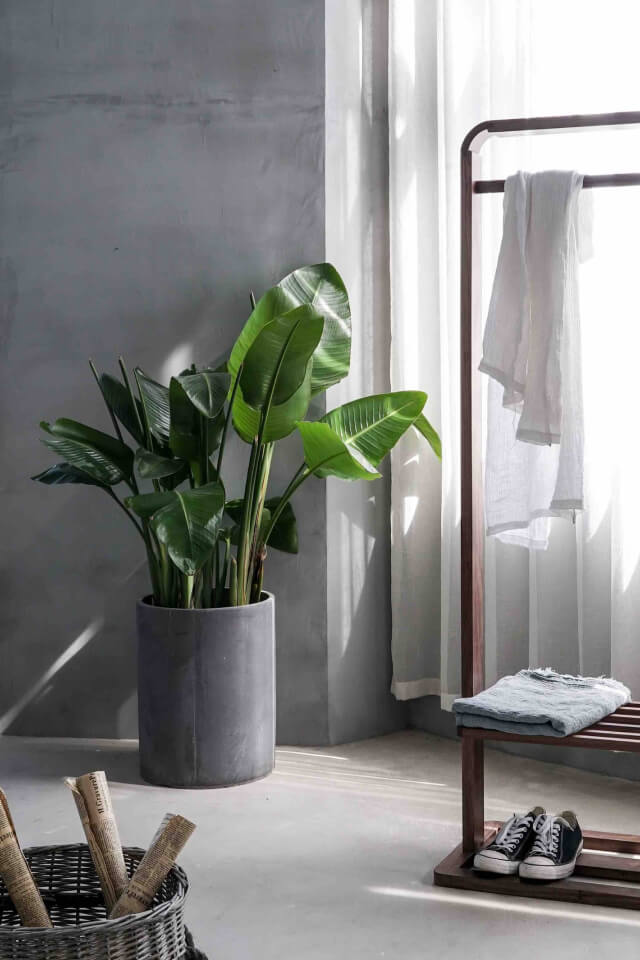 Strelitzia nicolai | Giant Bird of Paradise Indoor Plant