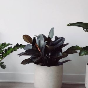 Burgundy Rubber Tree