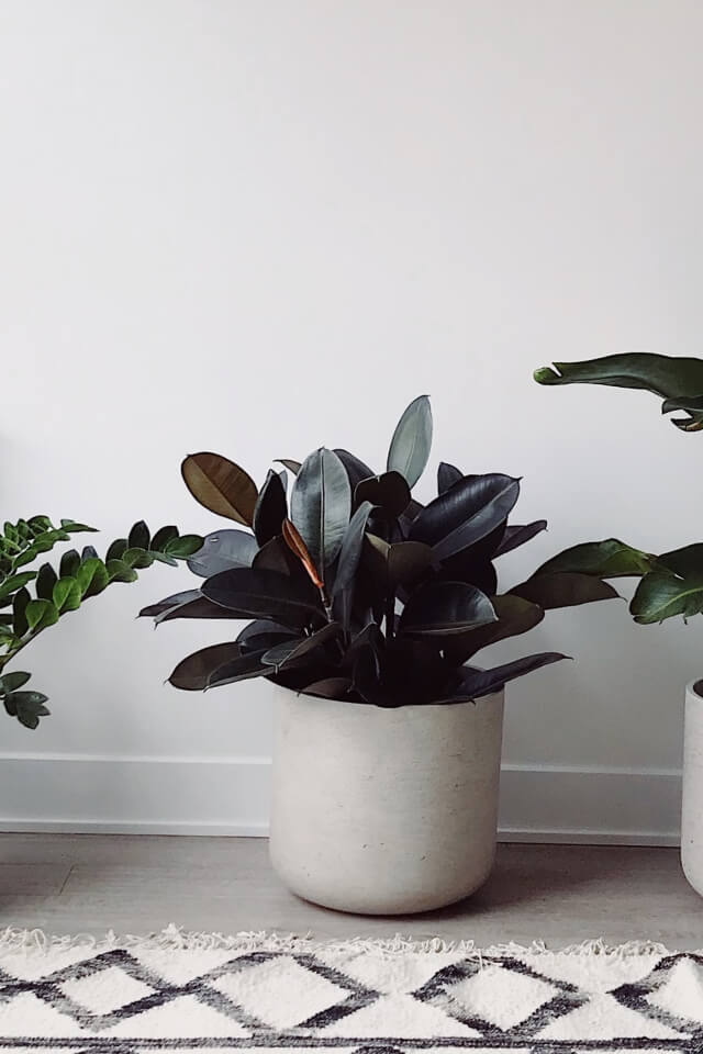 Burgundy Rubber Tree