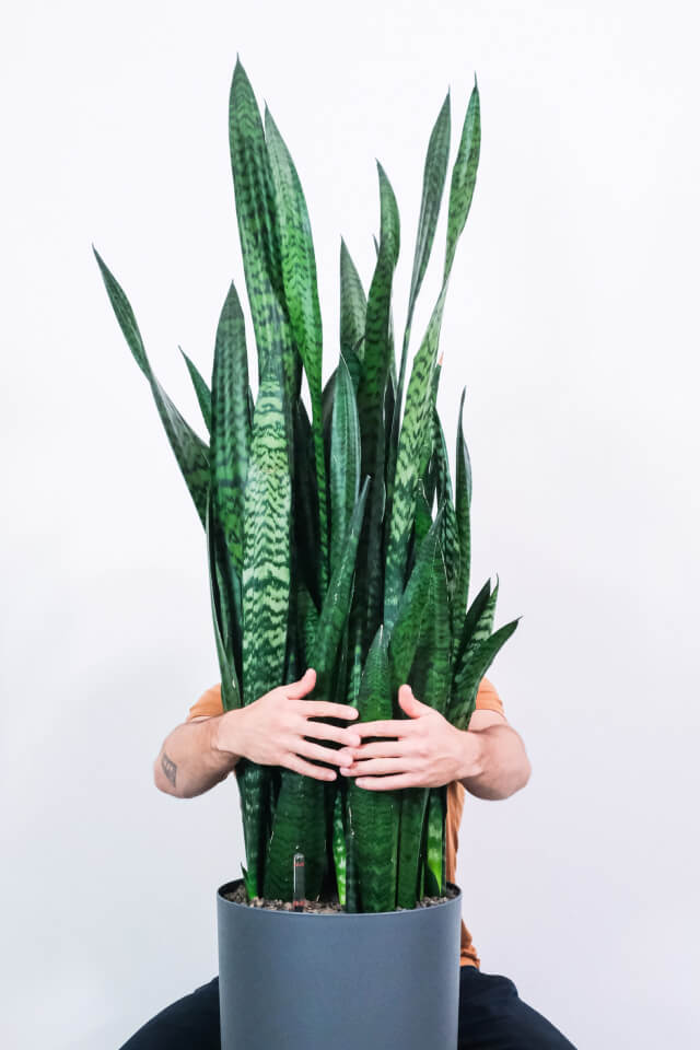 Sansevieria Trifasciata | Classic Green Snake Plant - Image 2