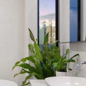 Asplenium nidus | Classic Bird's Nest Fern