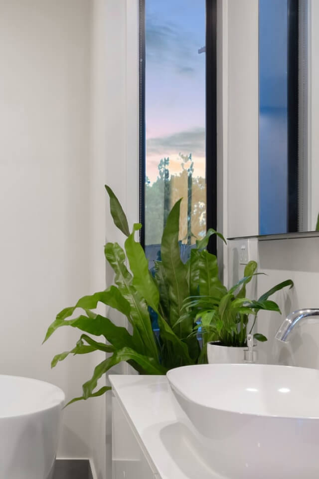 Asplenium nidus | Classic Bird's Nest Fern