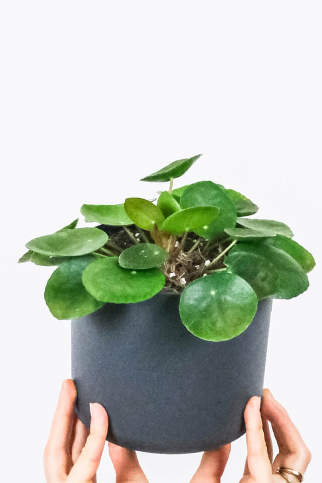 Sansevieria trifasciata | Green Snake Plant / Common Snake Plant - Image 2