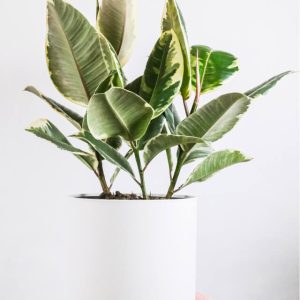 Ficus elastica 'Tineke' | Variegated Rubber Tree Houseplant