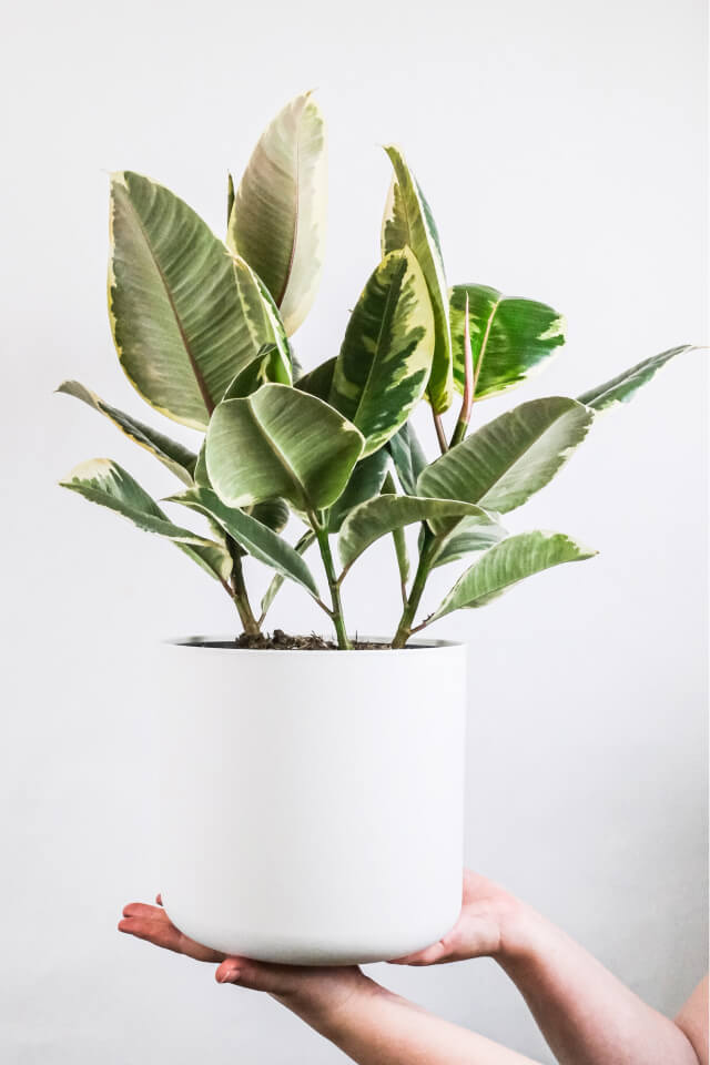 Ficus elastica 'Tineke' | Variegated Rubber Tree Houseplant