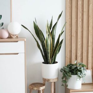 Sansevieria Golden Flame | Air Purifying Indoor Plant