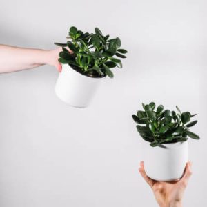 Crassula ovata | Jade Plant (Money Tree Houseplant)
