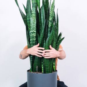 Sansevieria Trifasciata | Classic Green Snake Plant